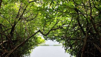 mangroves-madu-river-balapitiya-sri-lanka-ceylon-expeditions