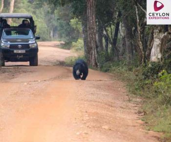sri-lankan-sloth-bear-wilpattu-national-aprk-ceylon-expeditions