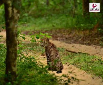 sri-lankan-leopard-wilpattu-national-park-ceylon-expeditions