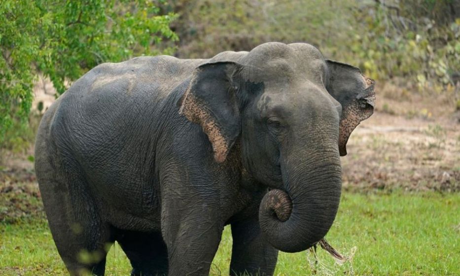 asian-elephant-sri-lanka-wildlife-photography-tour-ceylon-expeditions-best-travel-agent-in-sri-lanka