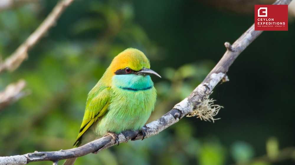 bee-eater-yala-national-park-best-wildlife-photography-tour-package-in-sri-lanka-ceylon-expeditions-travels 