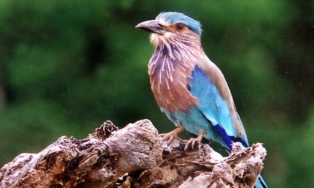 Indian-Roller-Bird-bird-watching-holidays-sri-lanka-ceylon-expeditions-travel-agent