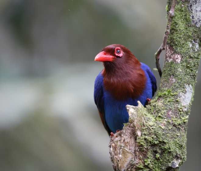 blue-magpie-bird-watching-tours-in-sri-lanka-ceylon-expeditions