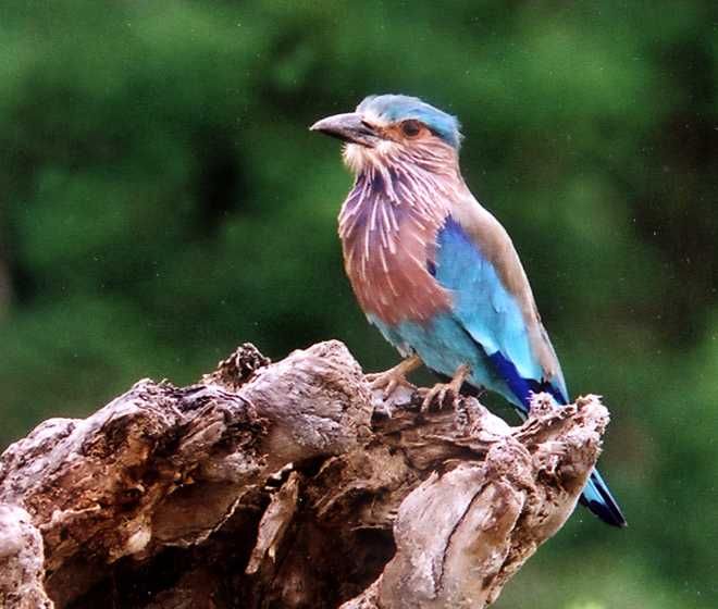 Indian-Roller-Bird-birds-watching-holidays-packages-in-sri lanka