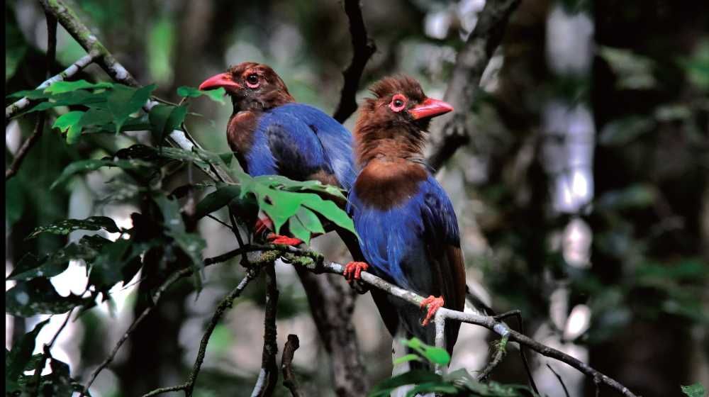 Bird-Watching-Off-the-Beaten-Track-Holidays-Sri-Lanka-Ceylon-Expeditions