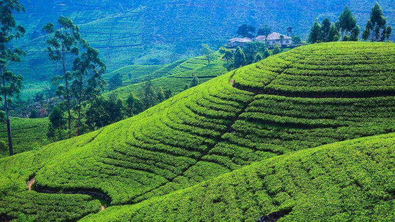 tea-estates-in-nuwara-eliya-sri-lanka-ramayana-tours-packages-ceylon-expeditions-travel-agent-in-sri-lanka