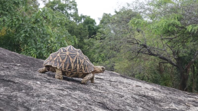 tortoise-tour-polonnaruwa-educational-tour-sri-lanka-ceylon-expeditions