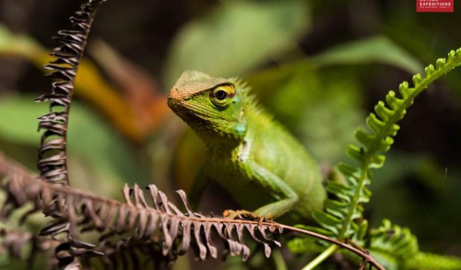 chameleon-sinharaja-rain-forest-sri-lanka-bird-watching-tours-sri-lanka