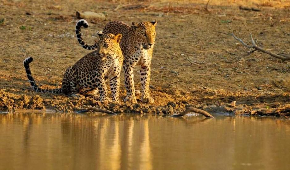sri-lankan-leopard-yala-national-park-ceylon-expeditions