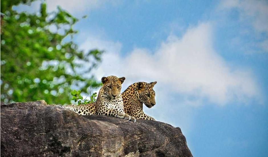 2-laopards-in-yala-national-park-wildlife-holidays-ceylon-expeditions