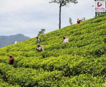 tea-estate-nuwara-eliya-ceylon-expeditions-travels