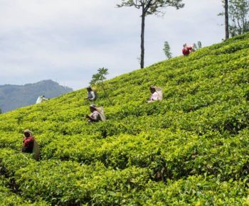 tea-estate-nuwara-eliya-sri-lanka