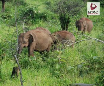 elephants-of-yala-national-park-sri-lanka