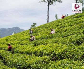 tea-estate-nuwrara-eliya