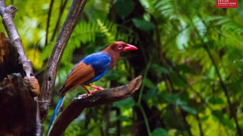 Endemic Birds of Sri Lanka | Bird Watching Tours Sri Lanka