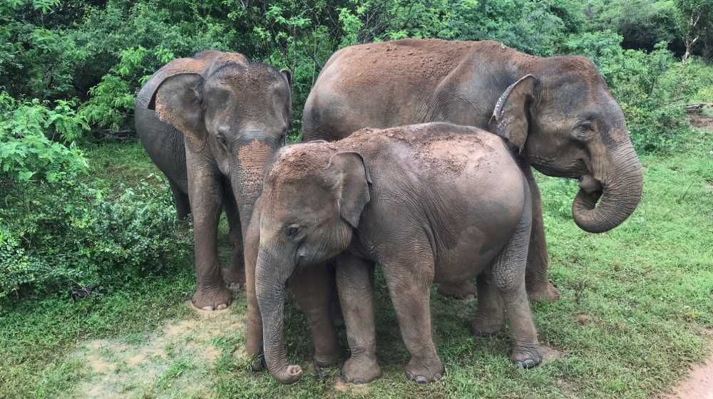 Sri Lanka human – Elephant conflict | Wildlife Holidays Sri Lanka