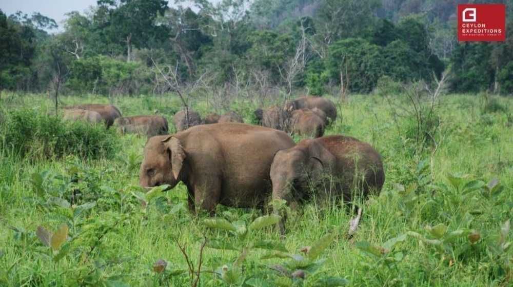 elephant-in-uda-walawe-national-park-wildlife-safari-holidays-sri-lanka-ceylon-expeditions-travels