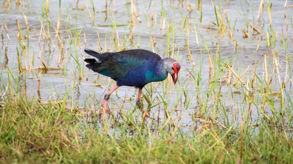 Bundala-national-park-sri-lanka-ceylon-expeditions