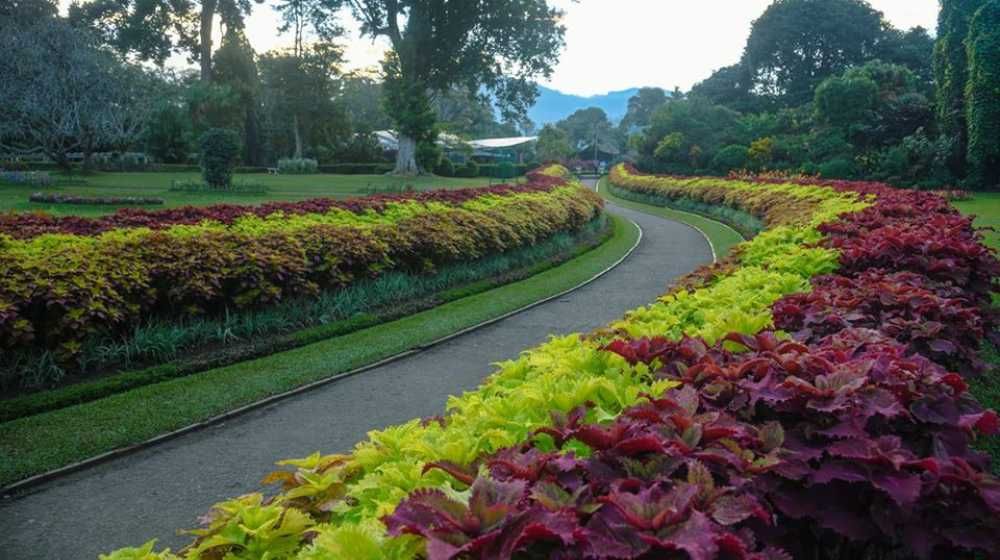 Royal Botanic Gardens Kandy Sri Lanka
