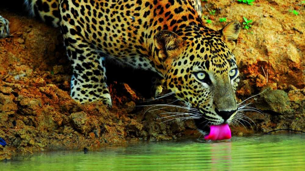 leopard-sri-lanka-wilpattu-national-park-ceylon-expeditions