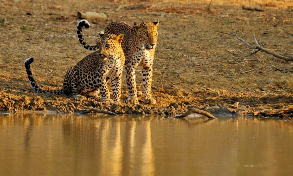 leopard-in-yala-national-park-sri-lanka-wildlife-photography-tours-ceylon-expeditions-travel-egent-in-sri-lanka