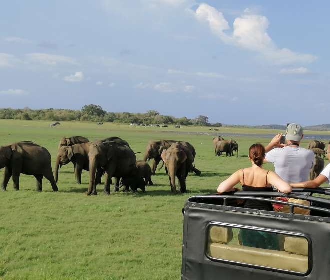 jeep-safari-minneriya-national-park-ceylon-expeditions-travel-agents-sri-lanka