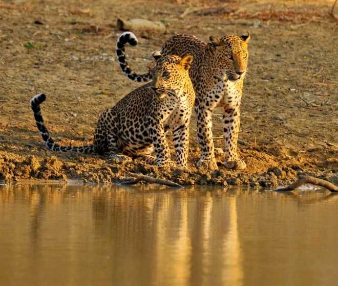 leopard-sri-lanka-wildlife-photography-tour-ceylon-expeditions