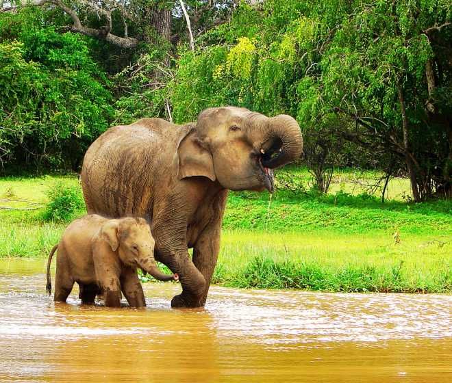 elephant-sri-lanka-wildlife-holidays-sri-lanka-ceylon-expeditions