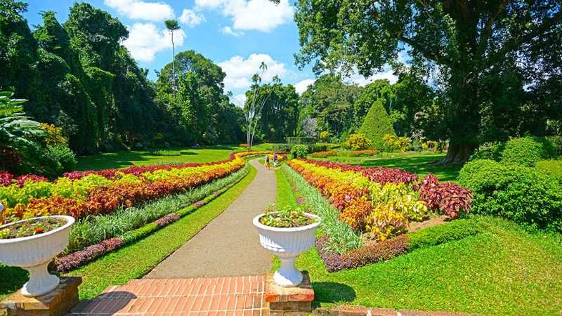 Royal-Botanical-Garden-Peradeniya-Buddhist-education-holidays-in-sri-lanka-ceylon-expeditions