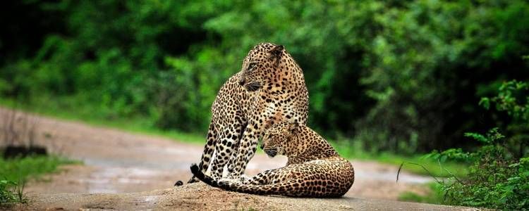 Sri Lanka Big Five | Wildlife Photography Tours Sri Lanka