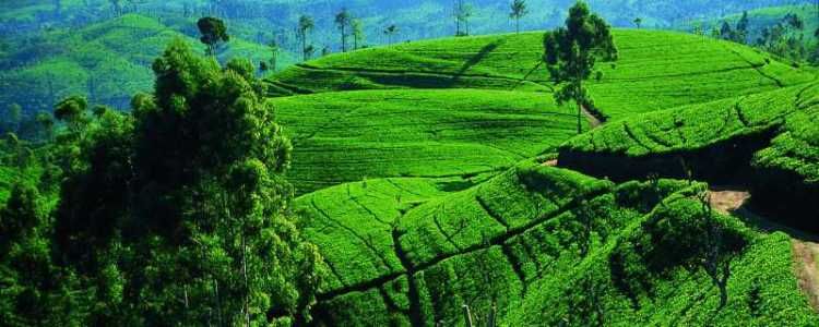 Central Highlands of Sri Lanka - UNESCO World Heritage Centre