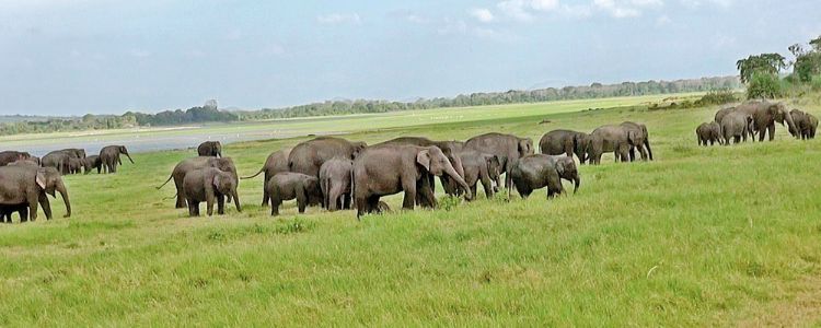 elephants-in-minneriya-national-park-tailor-made-holidays-sri-lanka-ceylon-expeditions-travels