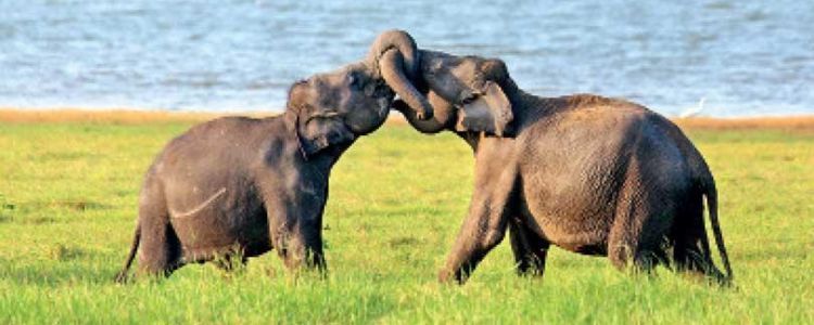 elephant-in-minneriya-national-park-tailor-made-holiday-packages-sri-lanka-ceylon-expeditions