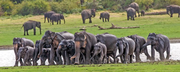 elephant-in-minneriya-national-park-all-inclusive-honeymoon-packages-in-sri-lanka-ceylon-expeditions