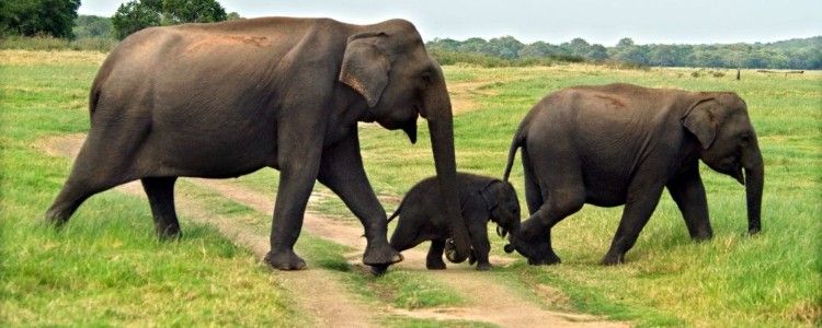 elephants-in-minneriya-luxury-family-holidays-in-sri-lanka-ceylon-expeditions