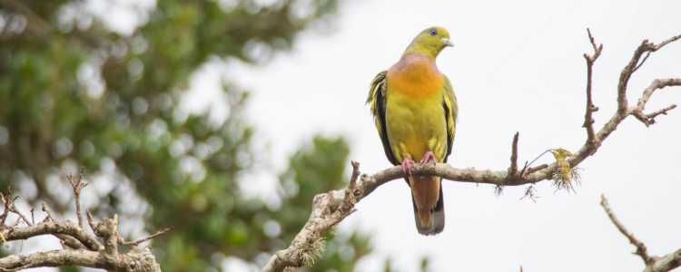 bird-in-minneriya-national-park-bespoke-holidays-to-sri-lanka-ceylon-expeditions