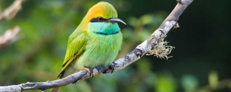 green-bee-eater-tour-companies-in-sri-lanka