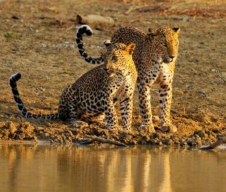 leopard-in-yala-national-park-wildlife-photography-tours-in-sri-lanka-ceylon-expeditions-travels