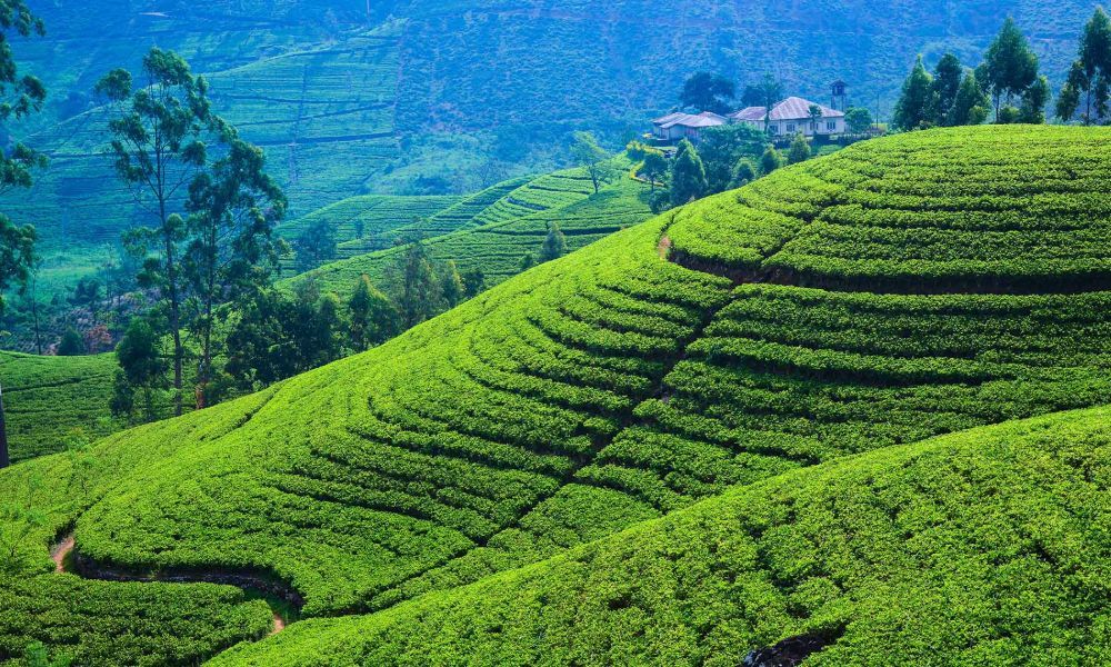 best tea plantation tour sri lanka