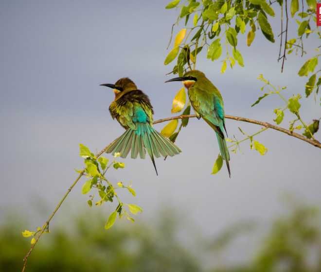 yala-national-park-sri-lanka-bird-watching-tour-packages-ceylon-expeditions