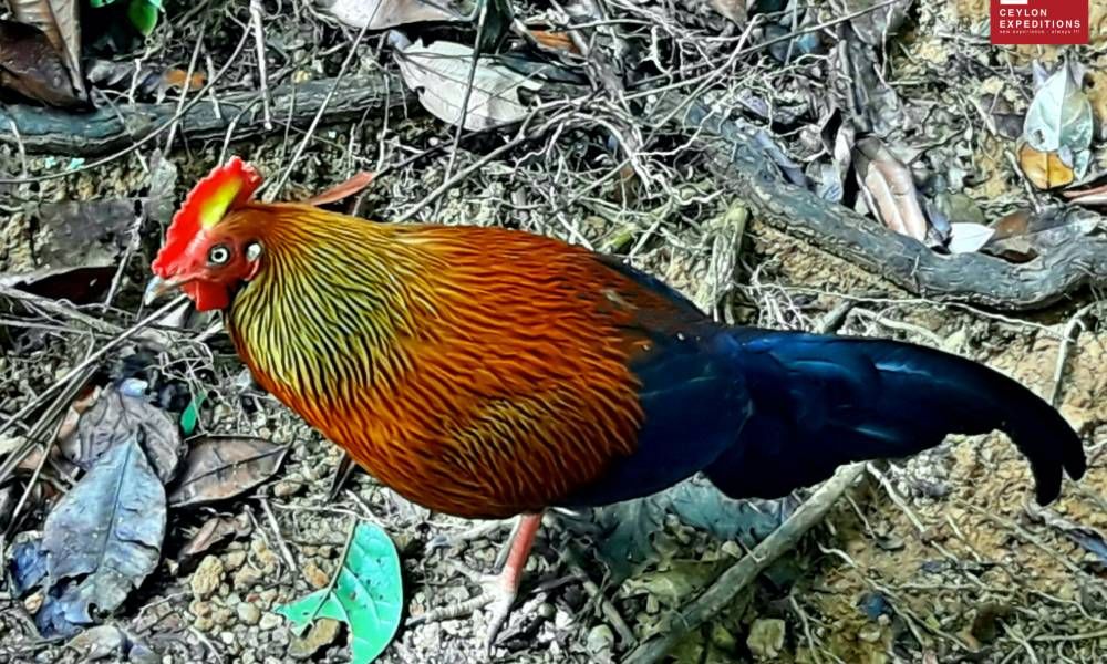 Sri-Lankan-junglefowl-sri-lanka-bird-watching-tour-packages-ceylon-expeditions