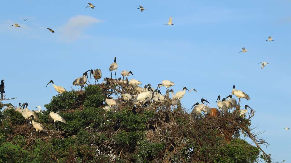 black-headed-ibis-nest-bird-watching-tours-in-sri-lanka-ceylon-expeditions