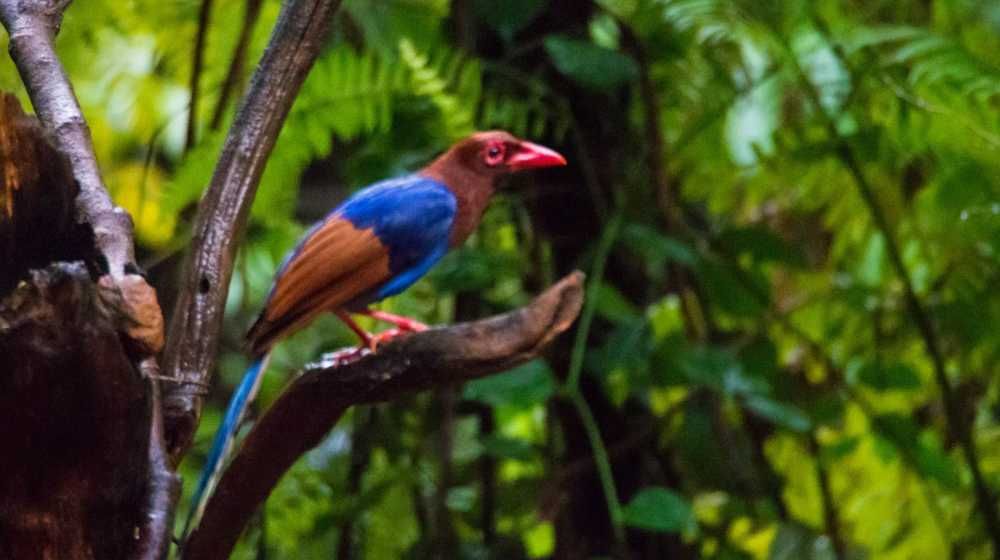 Blue-magpie-Bird-watching-places-in-sri-lanka-ceylon-expeditions-travels-sri-lanka