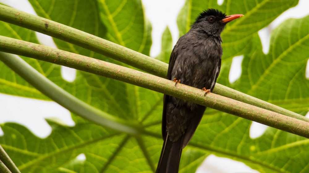 Black-Bulbul-birding-tours-in-Sri-Lanka-ceylon-expeditions-travels-sri-lanka 