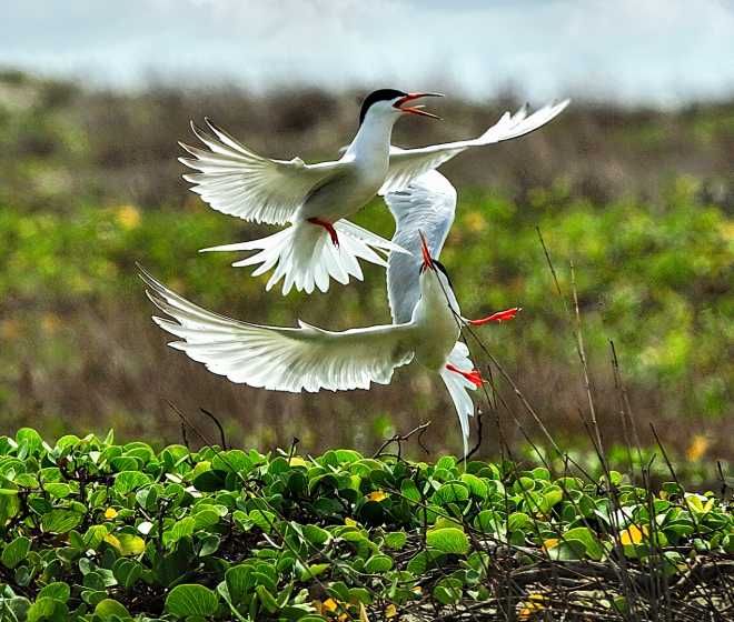 Saunder's-Tern-Bird-sri-lanka-guided-birds-watching-safari-tours