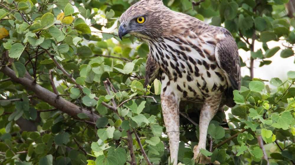 changeable-hawk-eagle-bird-watching-group-tours-sri-lanka-ceylon-expeditions-travel-agent
