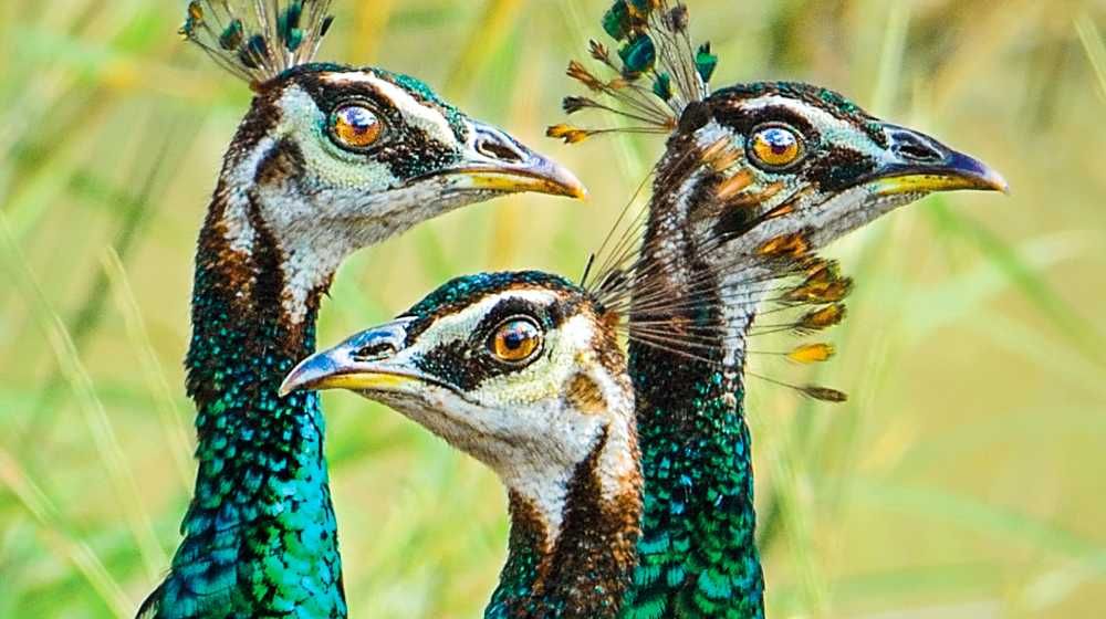 Sri-Lanka-Peacock-sri-lanka-bird-watching-tour-packages-ceylon-expeditions