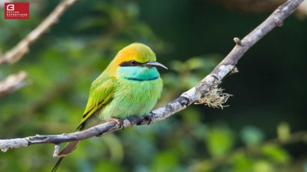 Dazzling-Bee-eaters-of-Sri-Lanka-best-time-for-bird-watching-in-sri-lanka-ceylon-expeditions