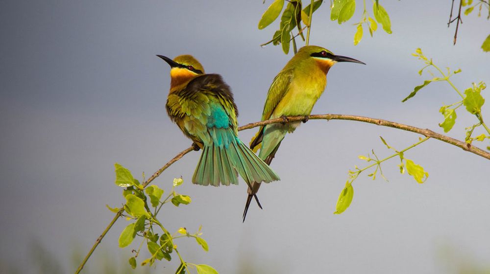 sri-lanka-wildlife-photography-tour-packages-ceylon-expeditions-travel-agent-sri-lanka