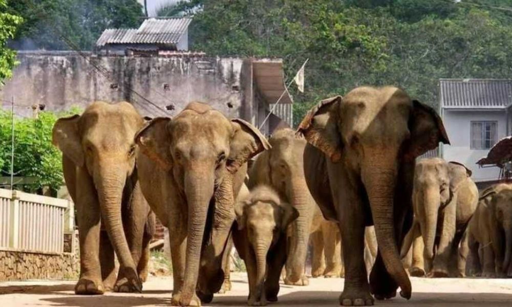 Pinnawala-Elephant-Orphnage-Wheel-chair accessible-vacations-sri-lanka-and-maldives-ceylon-expeditions-sri-lanka